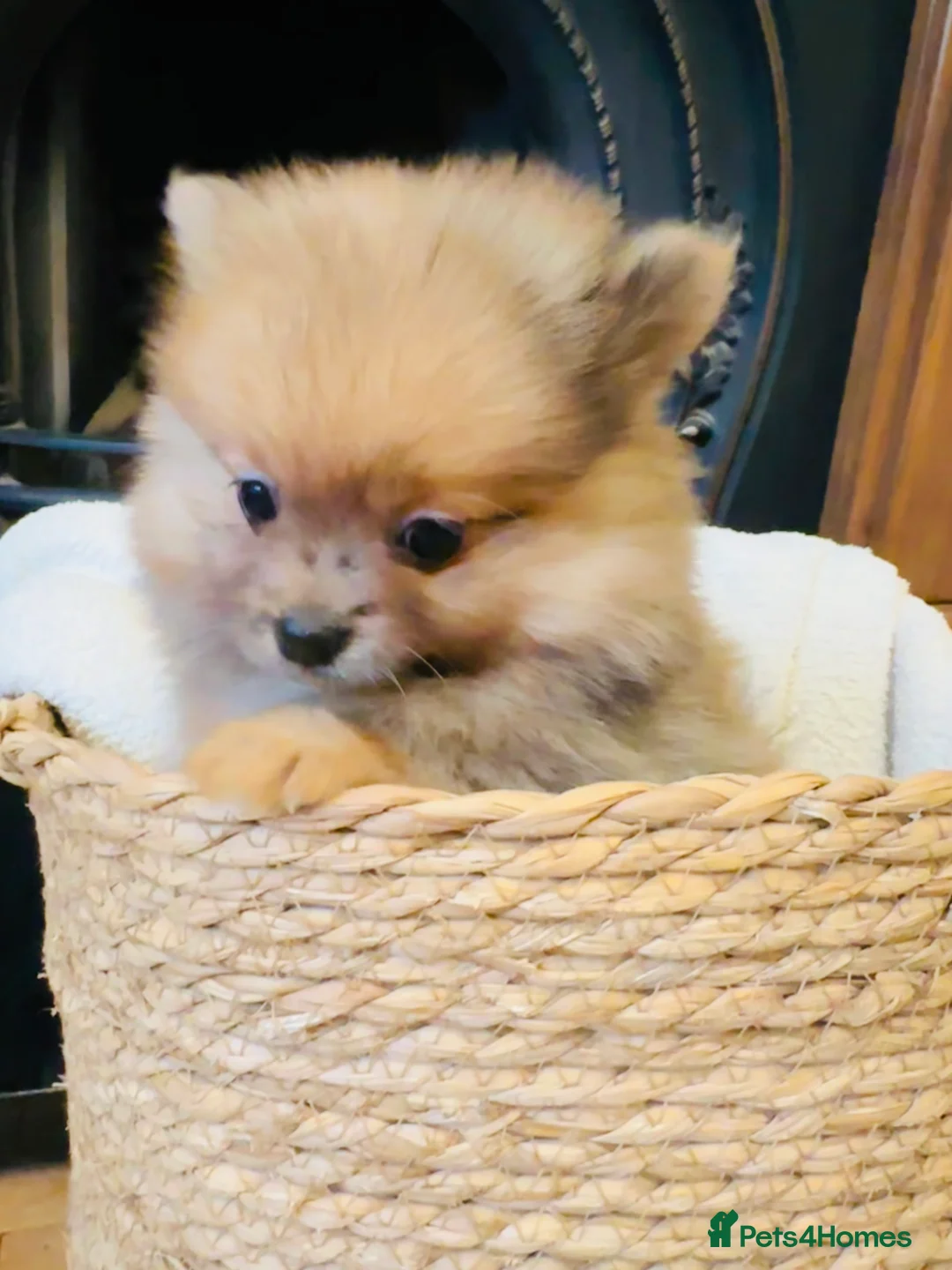 Pomeranian dogs for sale: Teddy bear face Pomeranian Pups - Advert 2