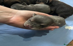 Mixed Breed dogs for sale: Puppies for sale  - Image 2