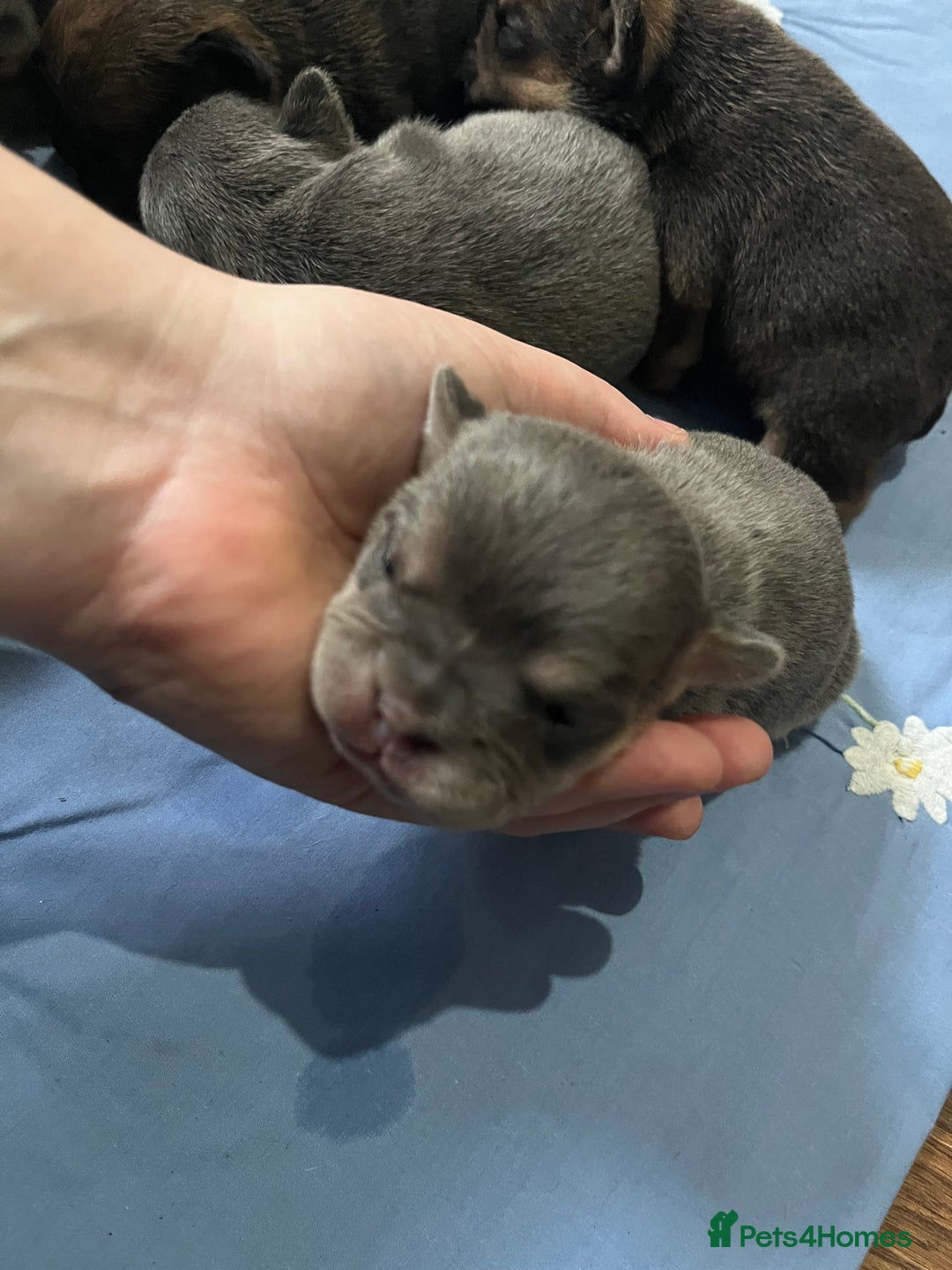 Mixed Breed dogs for sale: Puppies for sale  - Image 2