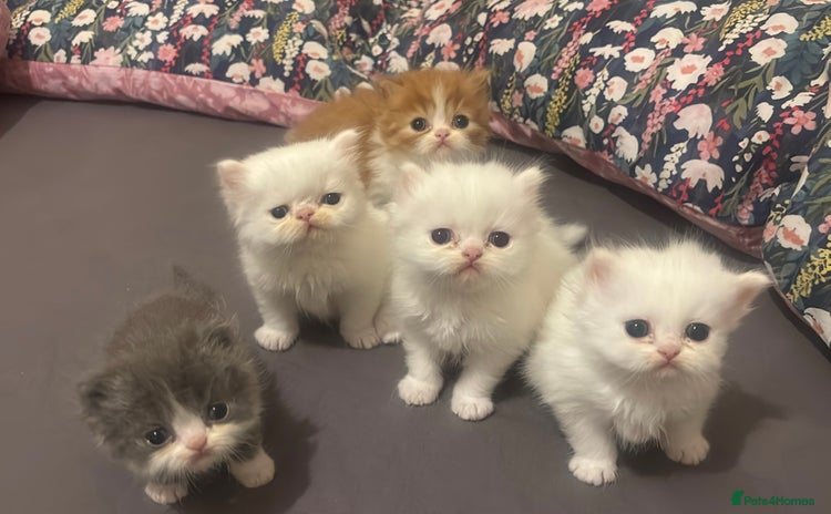 Persian cats - Advert 2