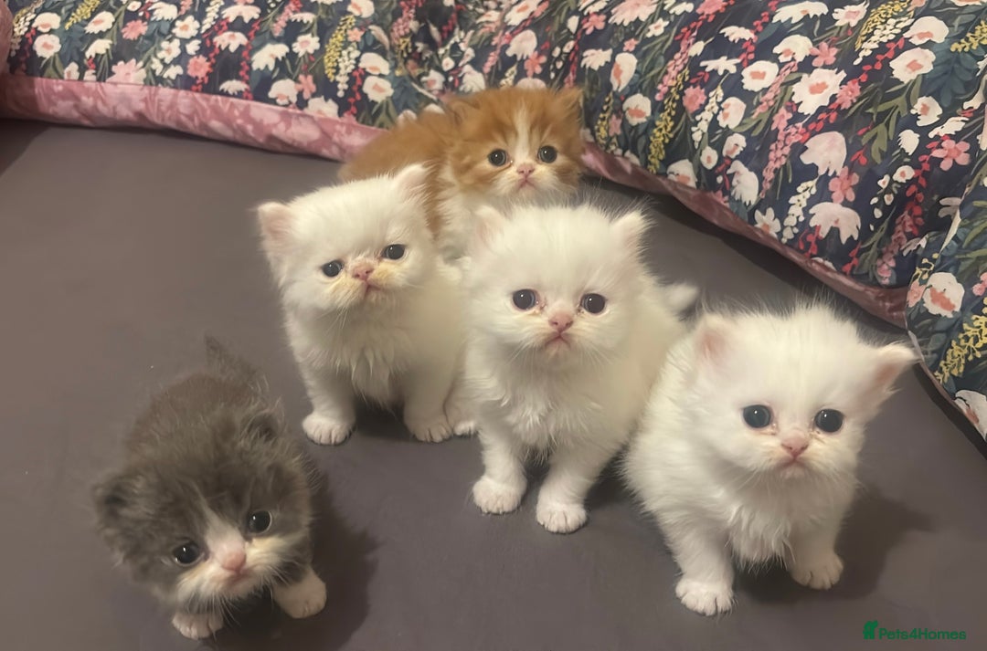 Persian cats for sale: Pure Persian baby's ready to lovely home   - Image 1