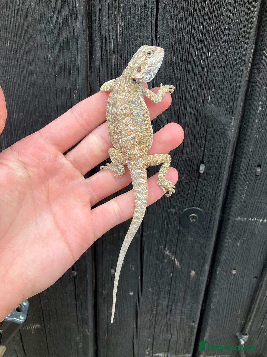 Bearded Dragon reptiles for sale: Bearded Dragons - stunning babies  - Image 3
