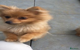 Pomeranian dogs for sale: Pomeranian Trio☘️, 3 pups remaining  in Romford - Image 3