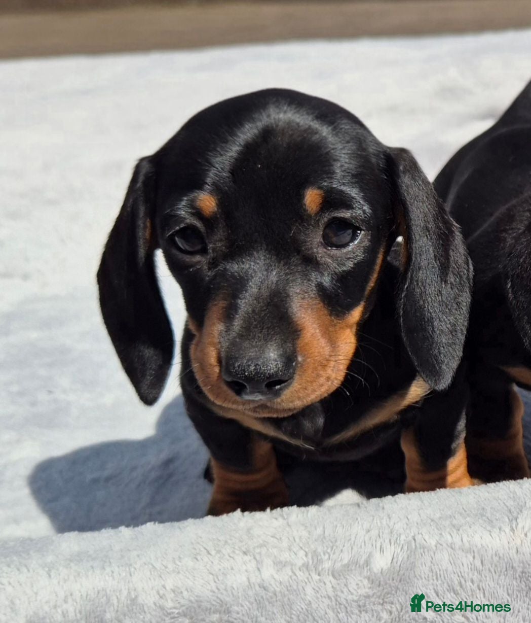 Miniature Dachshund dogs Last Stunning KC Reg, PRA Clear, girl ready now - Advert 13