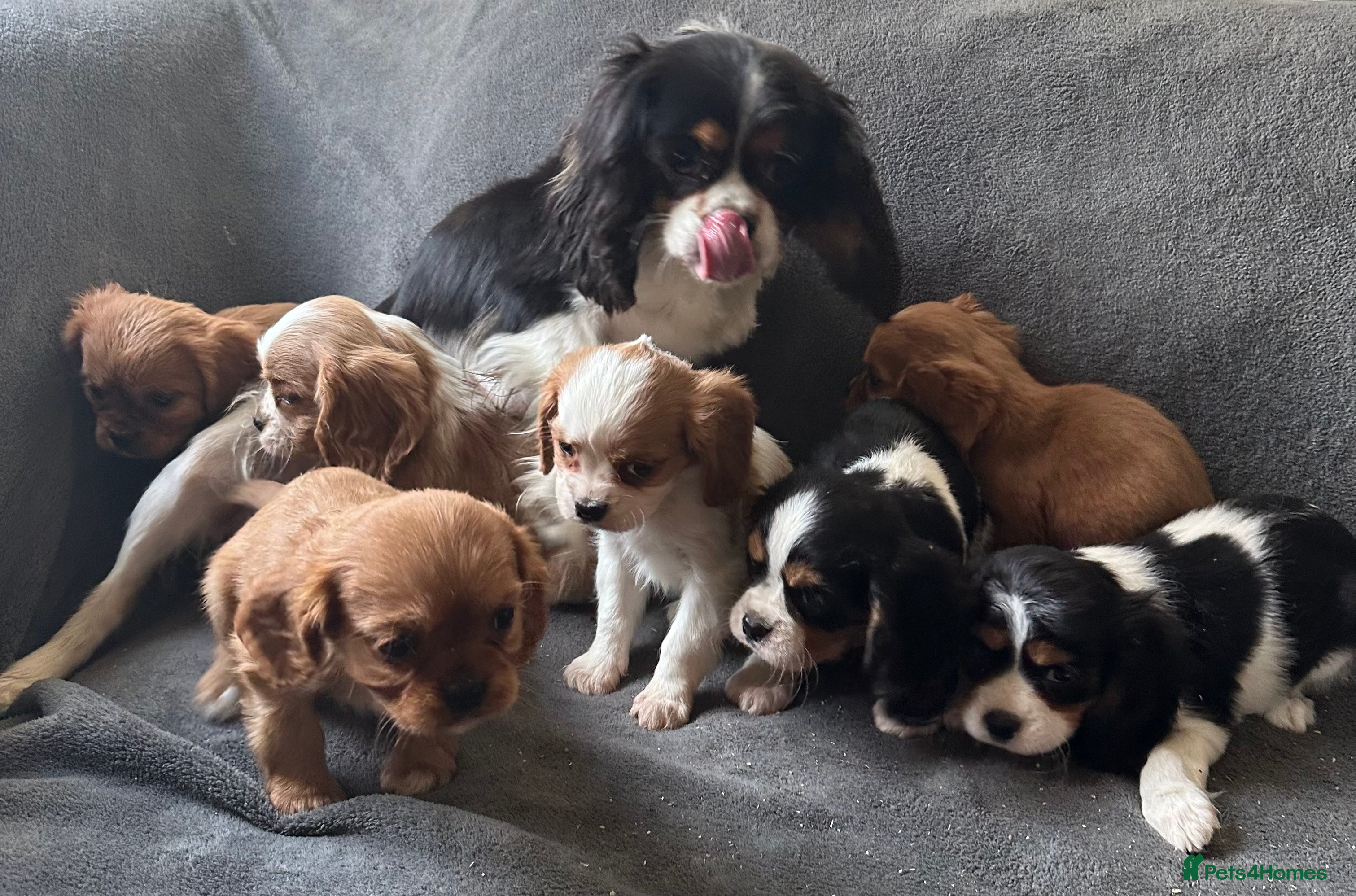 King Charles Spaniel dogs King Charles cavalier puppies 3 girls 4 boys - Advert 1