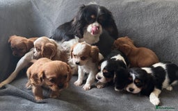 King Charles Spaniel dogs for sale: King Charles cavalier puppies 3 girls 4 boys - Advert 1