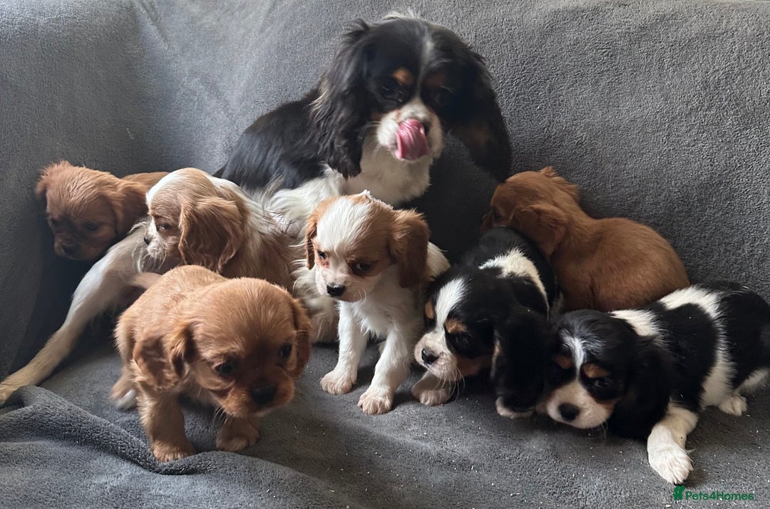 King Charles Spaniel dogs for sale: King Charles cavalier puppies 3 girls 4 boys - Advert 1