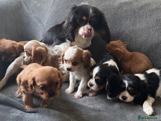 King Charles Spaniel dogs King Charles cavalier puppies 3 girls 4 boys - Advert 5