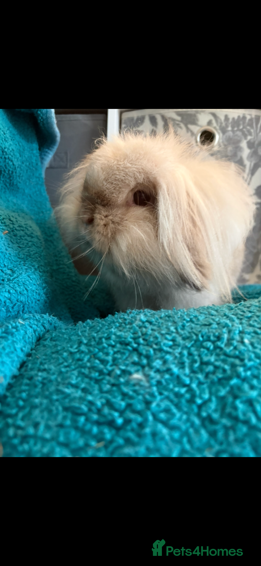 Mini Lion Lop rabbits for sale: Mini lion lop bunny rabbit  - Advert 4
