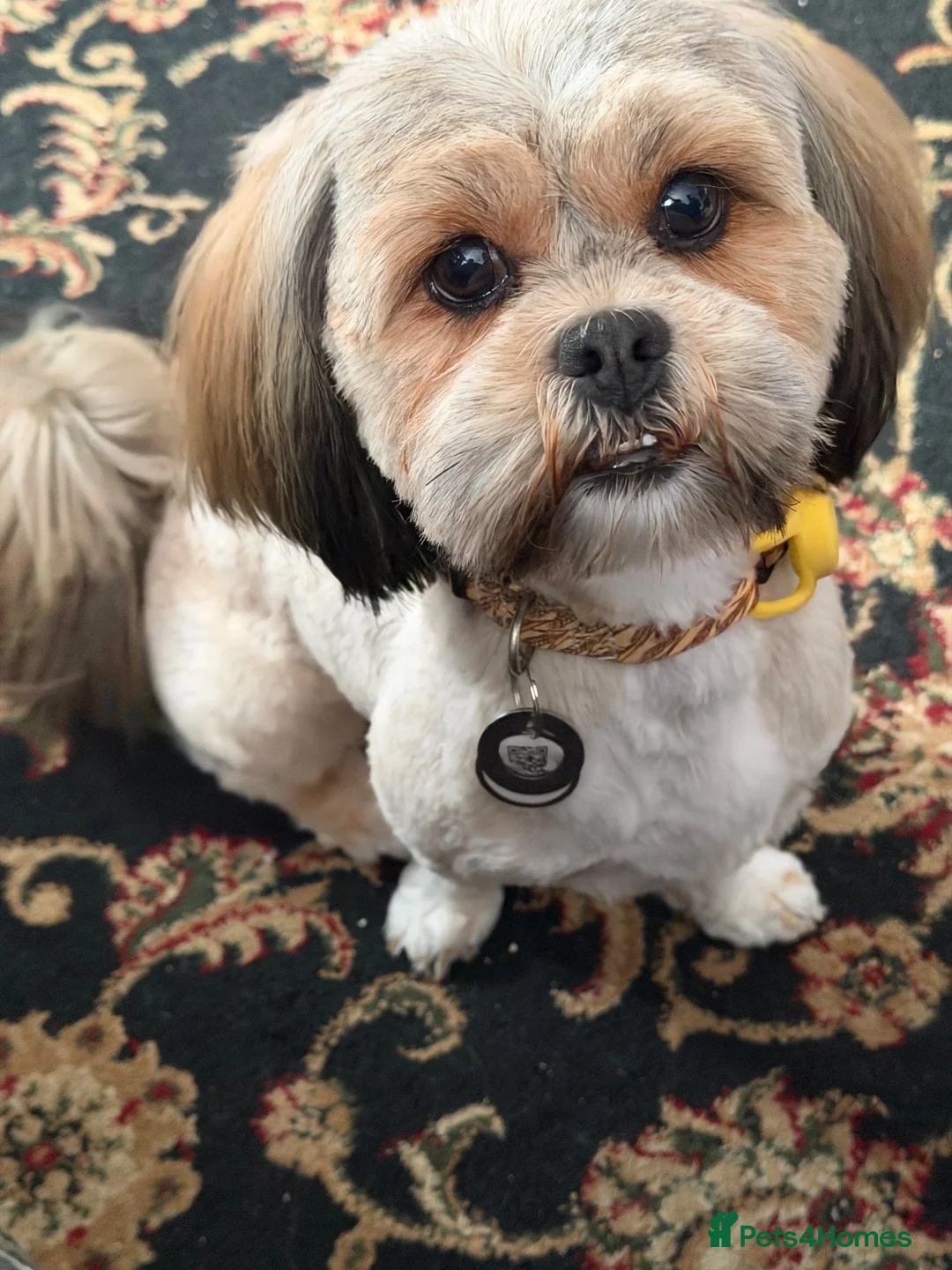 Lhasa Apso dogs for sale: Periwinkle - Advert 2