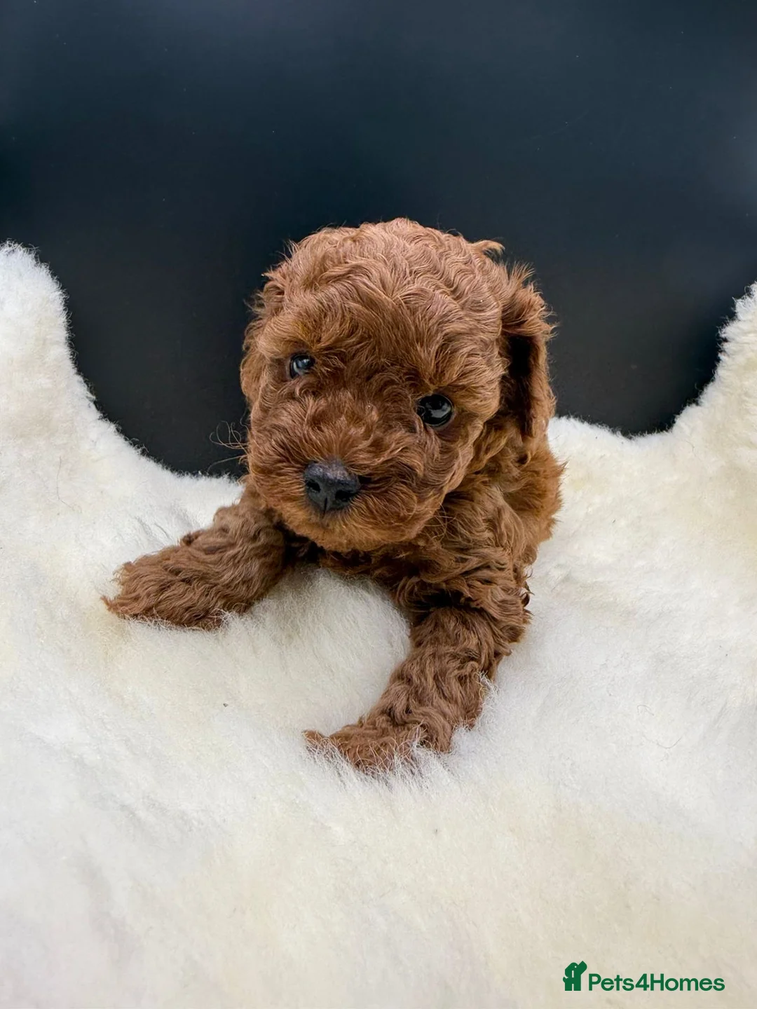 Toy Poodle dogs for sale: Asian Toy poodle puppies - Advert 2
