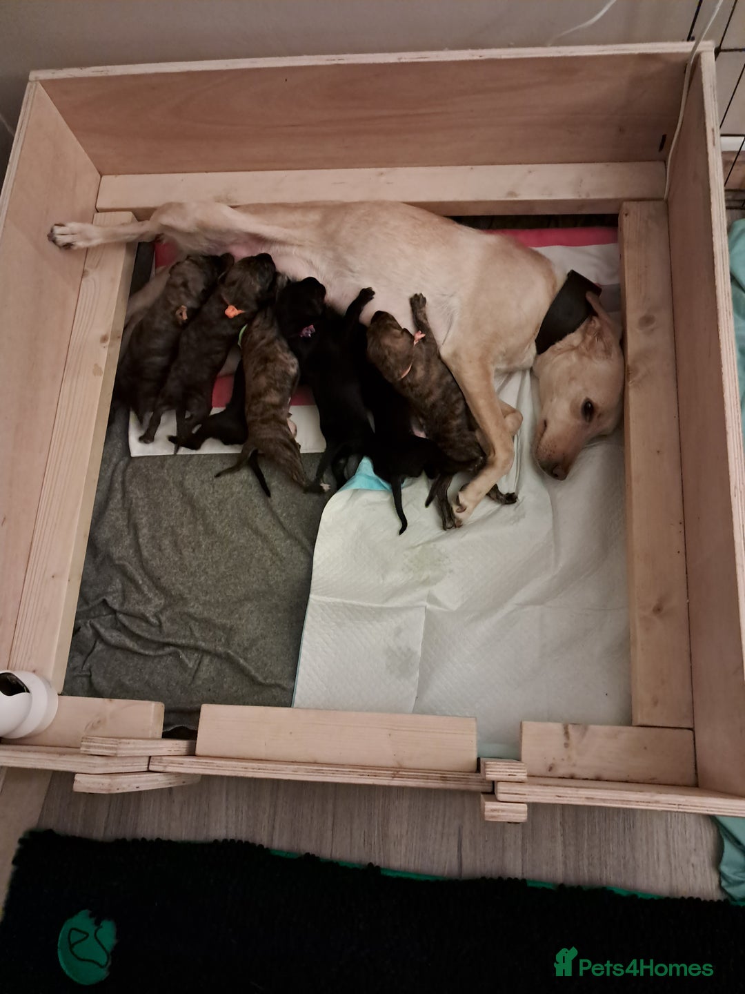 Mixed Breed dogs for sale: 5 whippador puppies for sale - Advert 2