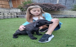 Labrador Retriever dogs for sale: ONLY 2 LEFT. Beautiful Healthy Labrador Puppies - Image 30