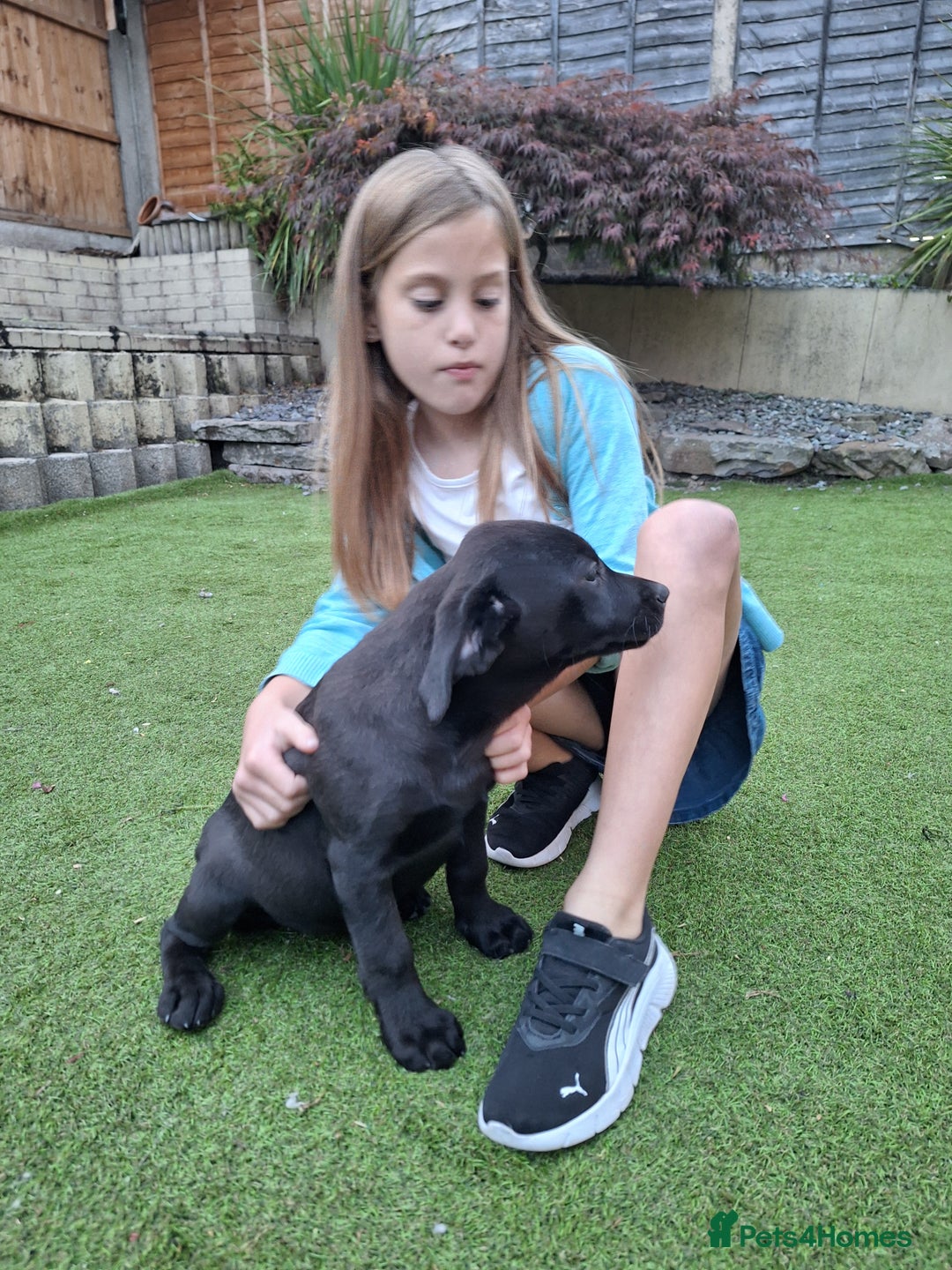Labrador Retriever dogs for sale: ONLY 2 LEFT. Beautiful Healthy Labrador Puppies - Image 30