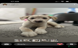 Goldador dogs for sale: Murphy  - Image 1