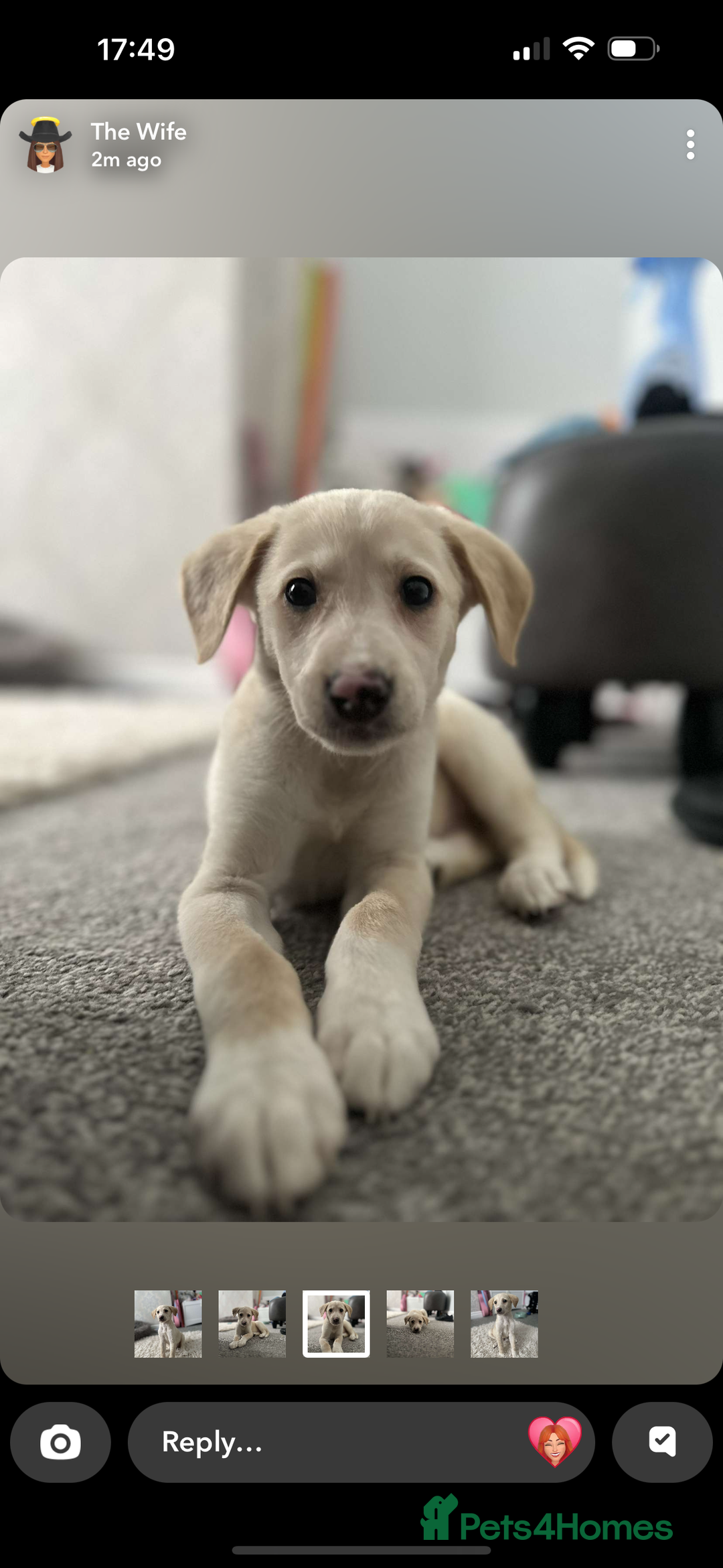 Goldador dogs for sale: Murphy  - Image 1