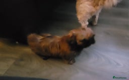 Shih Tzu dogs for sale: One beautiful little girl ready friday - Image 13