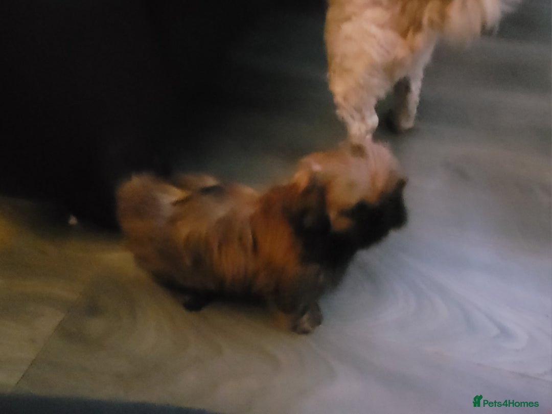 Shih Tzu dogs for sale: One beautiful little girl ready friday - Image 13