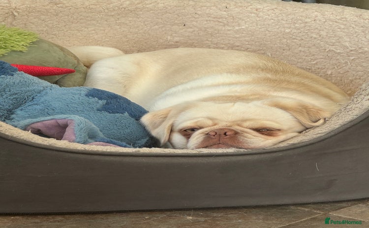 Pug dogs - Advert 1