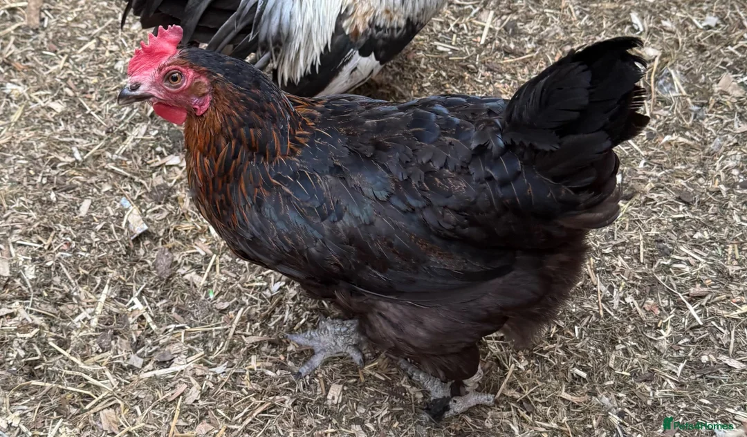 Chickens poultry for sale: Burford brown chicken - Advert 2