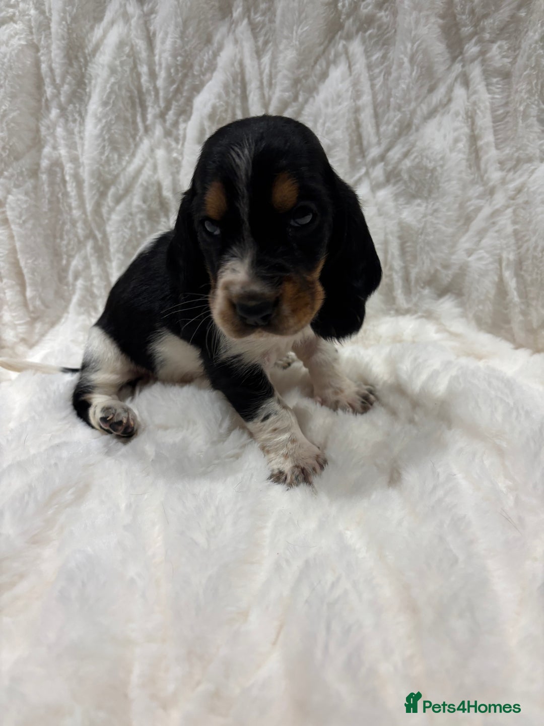 Basset Hound dogs for sale: Bassett hound puppies  - Advert 36