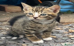 Domestic Shorthair cats for sale: 6 beautiful kittens for sale!!  - Image 4