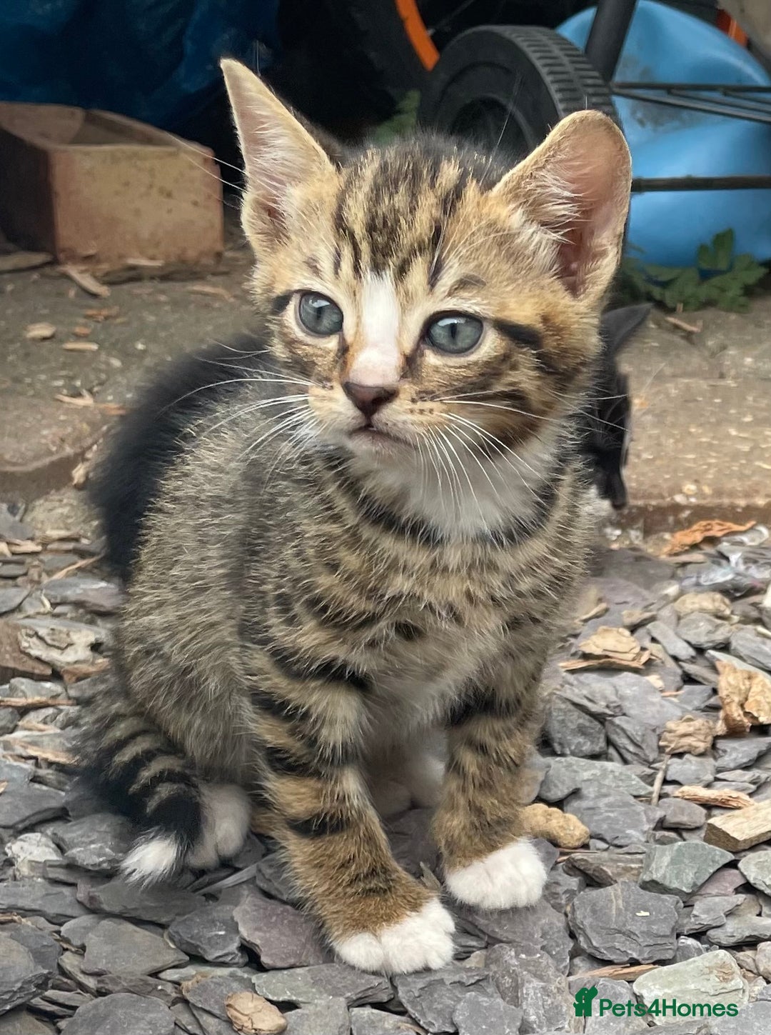 Domestic Shorthair cats for sale: 6 beautiful kittens for sale!!  - Image 4