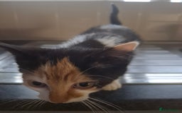 Mixed Breed cats for sale: 9 week old kittens available  - Image 5