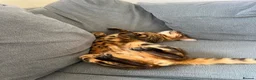 Bengal cats for sale: Male bengal   in Woodbridge - Advert 7
