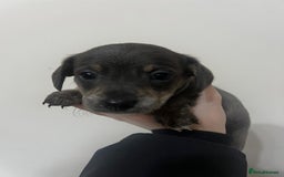 Mixed Breed dogs for sale: ✨ Miniature Dachshund × Bichon Puppies ✨ - Advert 8