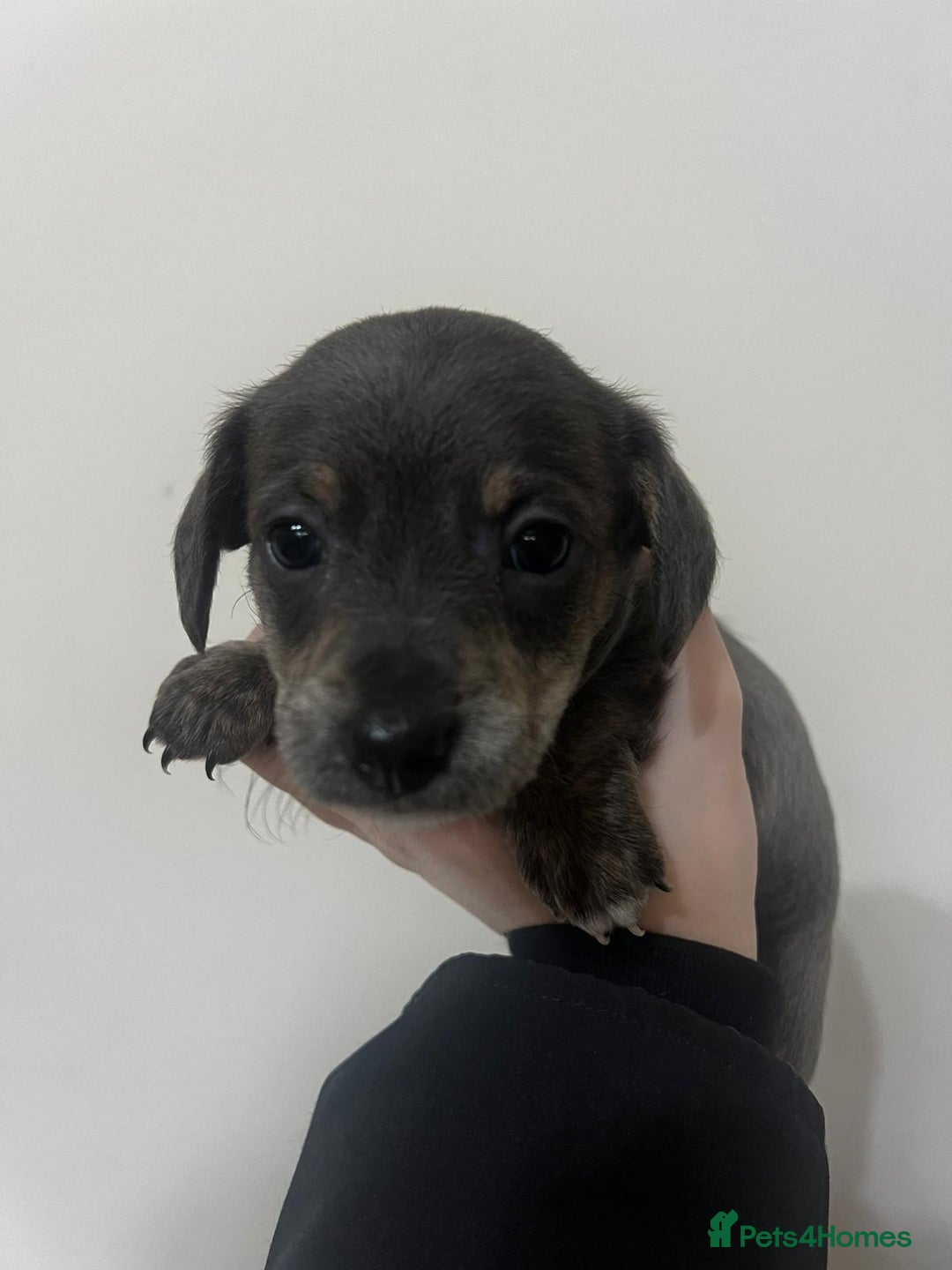 Mixed Breed dogs for sale: ✨ Miniature Dachshund × Bichon Puppies ✨ - Advert 8