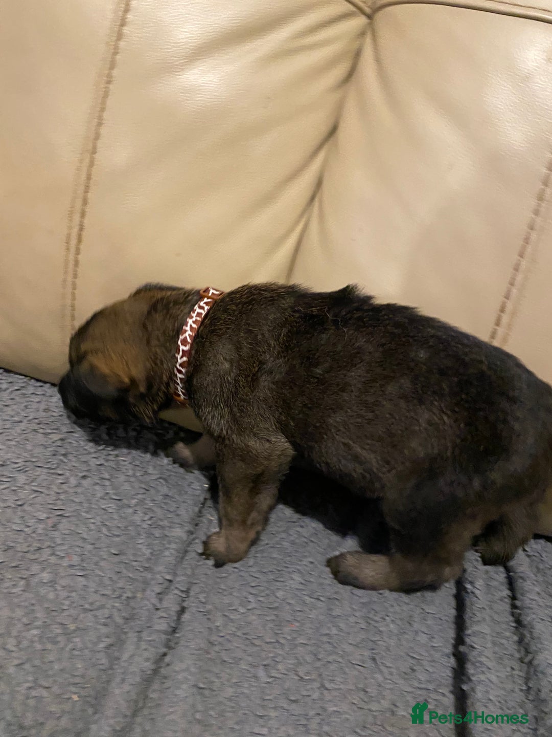 Belgian Shepherd Dog dogs for sale: Belgian Malinois puppies - Advert 16