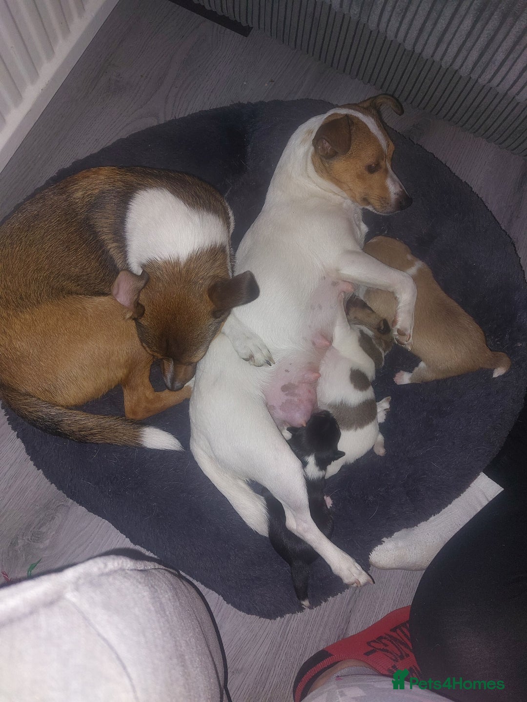Jack Russell dogs for sale: Jack russell puppies - Image 5