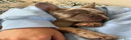 French Bulldog dogs for sale: French bulldog puppy rare  - Advert 2