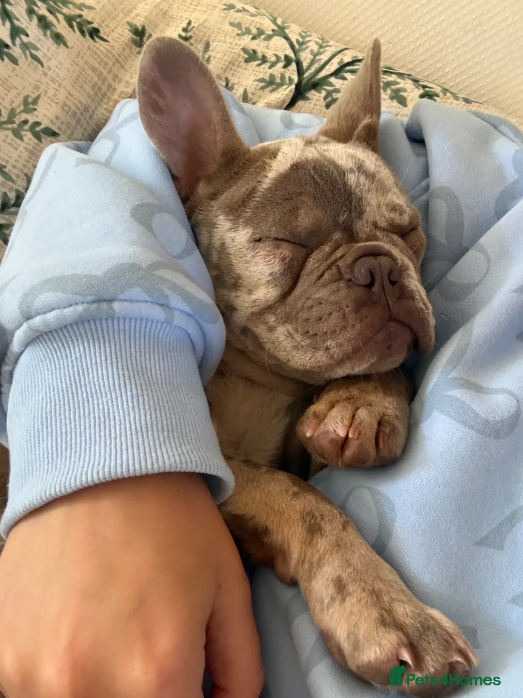 French Bulldog dogs for sale: French bulldog puppy rare  - Advert 2