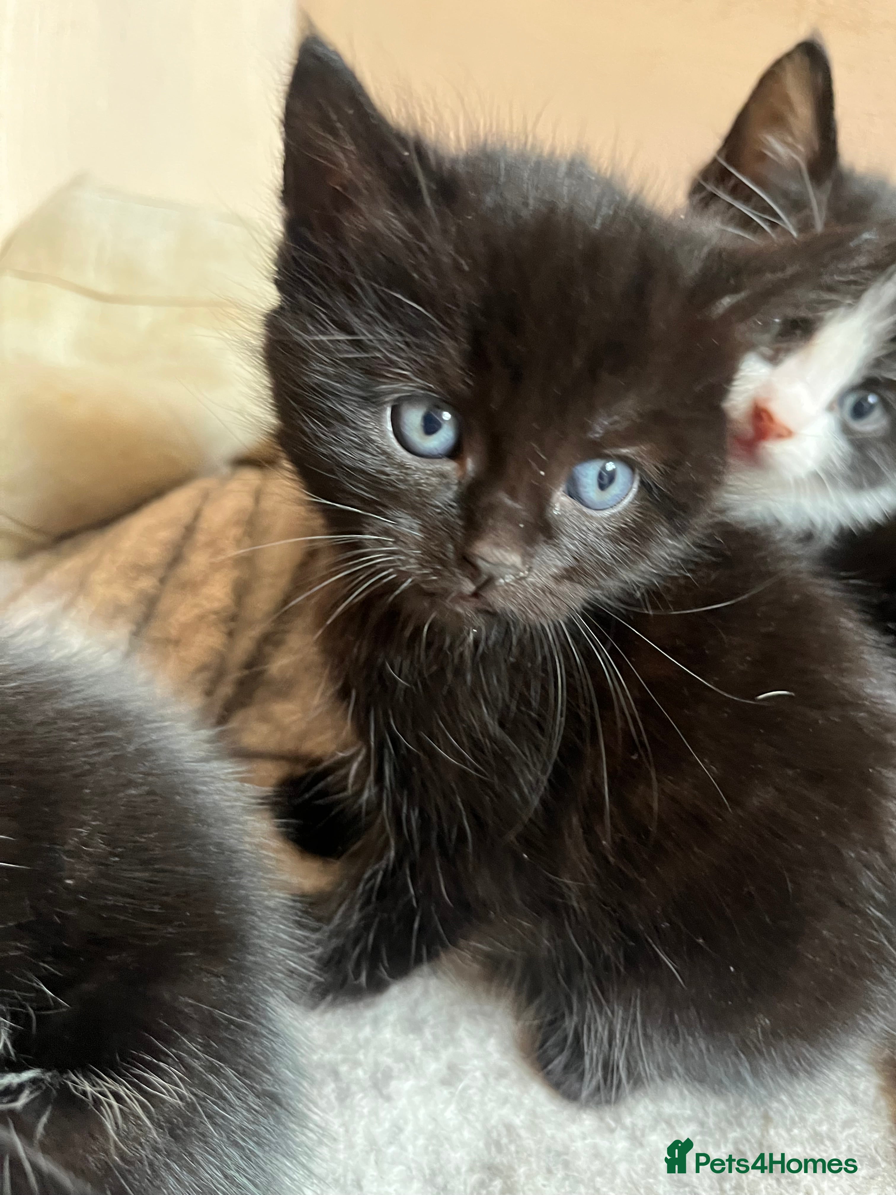 Mixed Breed Kitten 2