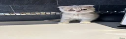 Scottish Fold cats for sale: Adorable Scottish Fold Kittens - Advert 6