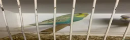 Budgerigars birds for sale: Young proven breeding pair  - Advert 9