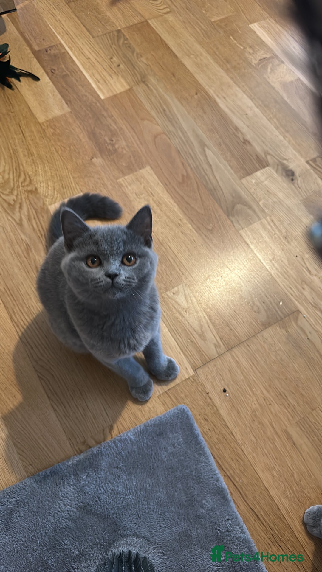 British Shorthair cats for sale: My 2 cute girls are ready to find new family💗  - Image 6