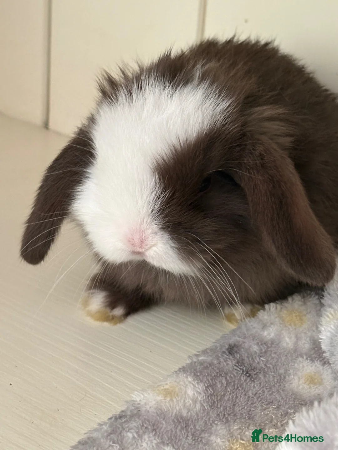 Mini Lop rabbits for sale: Mini lops-raised indoors-vaccinated  - Advert 1