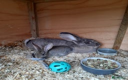 Continental Giant rabbits for sale: Beautiful Giant Continental Babies - Image 6