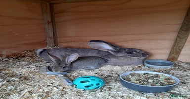 Continental Giant rabbits - Advert 14