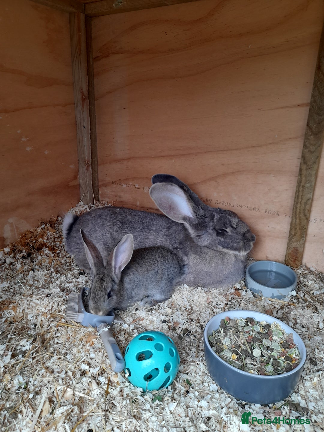 Continental Giant rabbits for sale: Beautiful Giant Continental Babies - Image 6