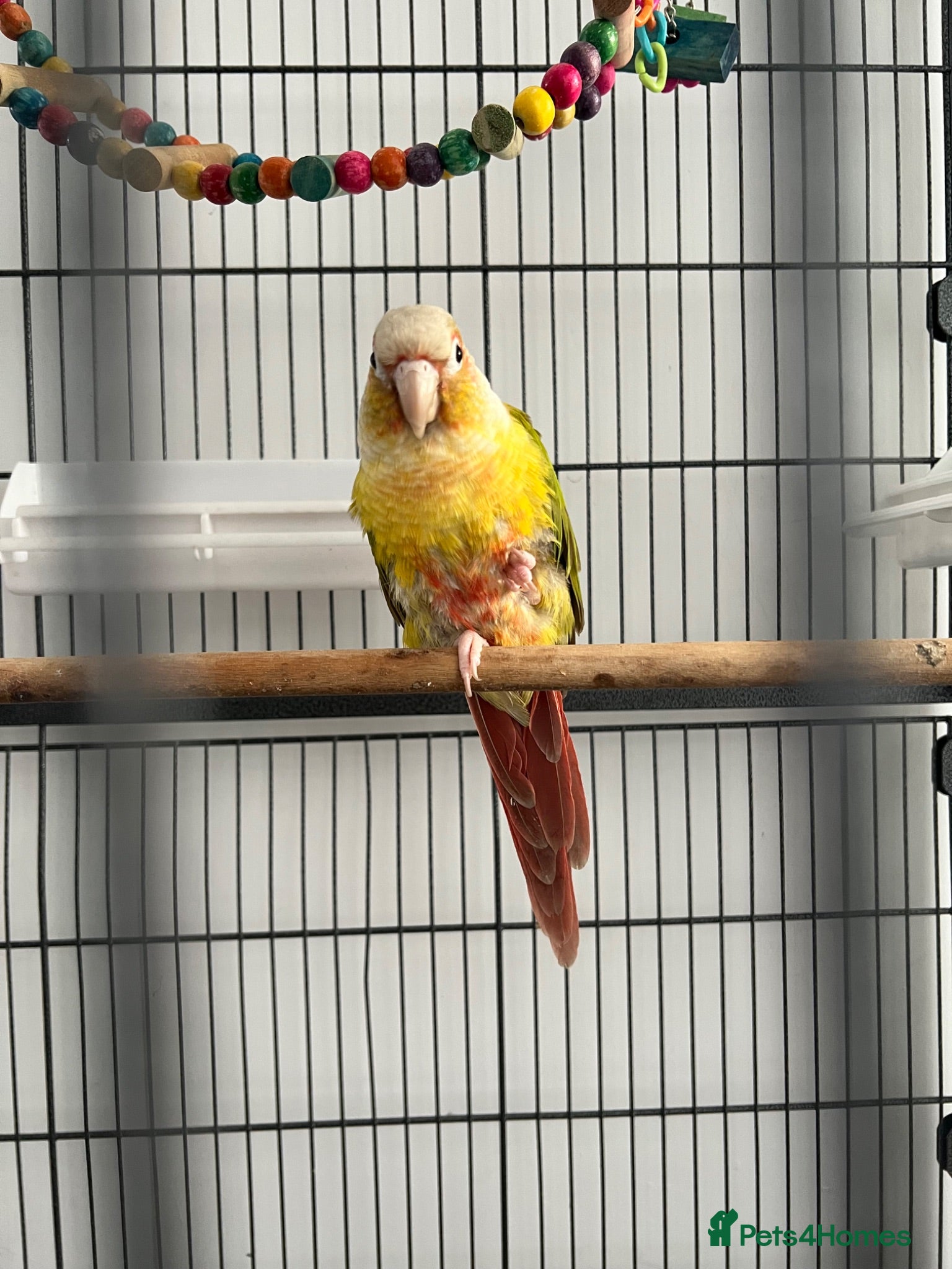Conures birds Pineapple conure  - Advert 13
