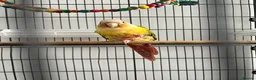 Conures birds for sale: Pineapple conure  - Advert 1