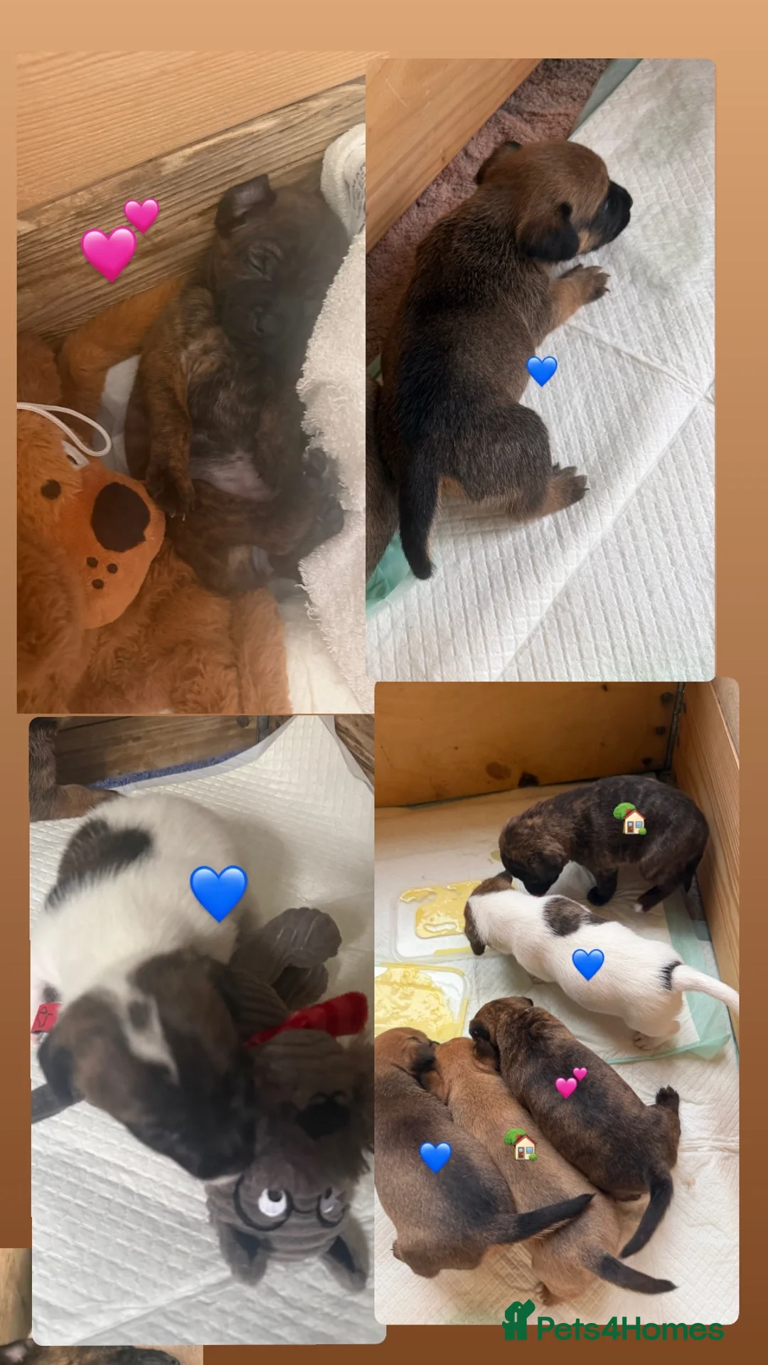 Mixed Breed dogs for sale: Cairn x patterdale pups  in Inverness - Advert 1