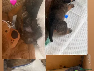 Mixed Breed dogs Cairn x patterdale pups - Advert 12