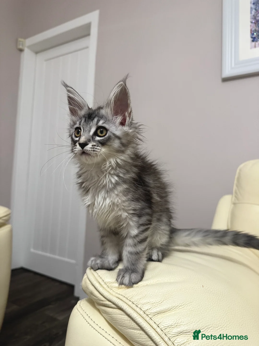 Maine Coon cats for sale: MaineCoonKitten🏆20+gen🧬Outstadning Full Pedigree - Advert 31