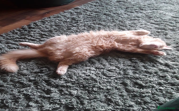 Maine Coon cats - Advert 6