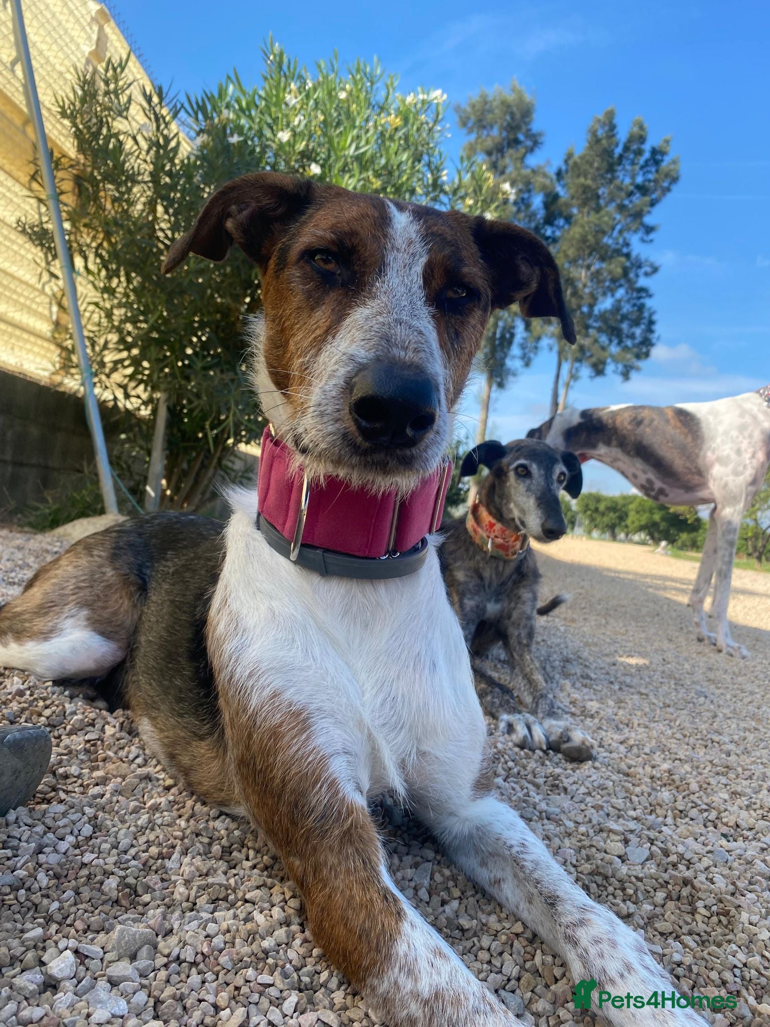 Mixed Breed dogs 🐶Rocky the perfect pack companion 😍  - Advert 1